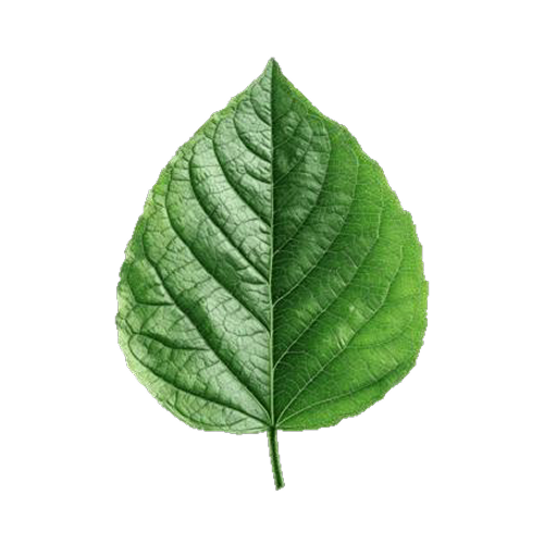 Leaf